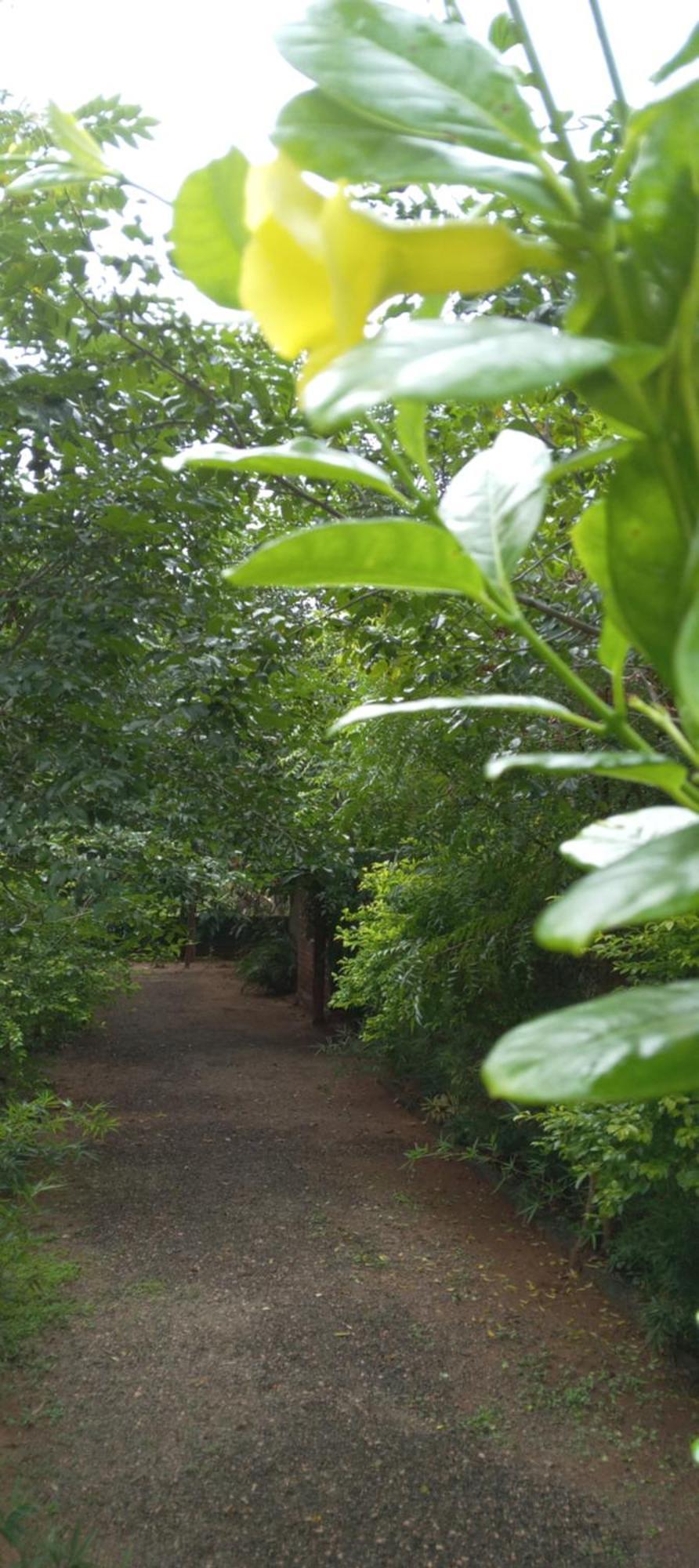 Forest Villa Nature Resort Anuradhapura Kültér fotó