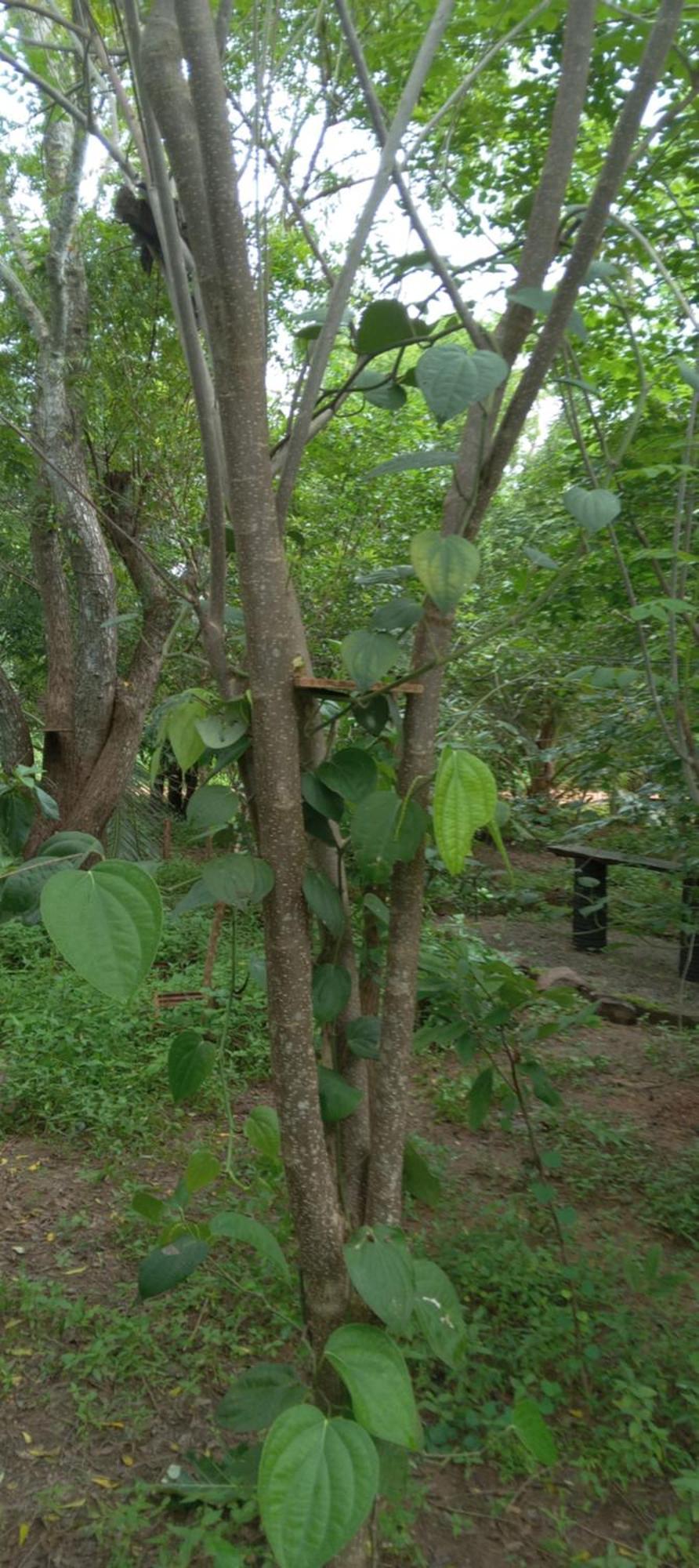 Forest Villa Nature Resort Anuradhapura Kültér fotó
