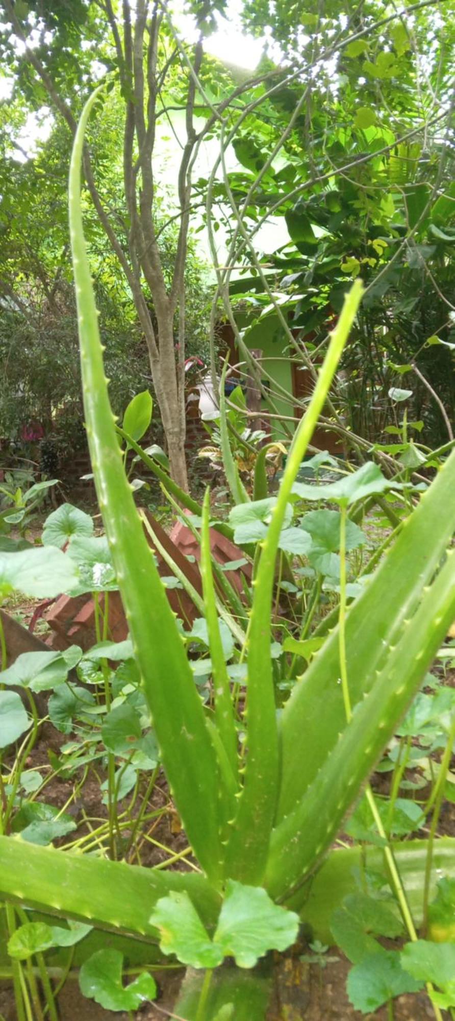 Forest Villa Nature Resort Anuradhapura Kültér fotó